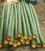 Vendo canne di bambù bambu