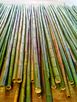 Vendo canne di bambù bambu